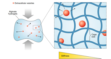 Diffusion and transport of extracellular vesicles
